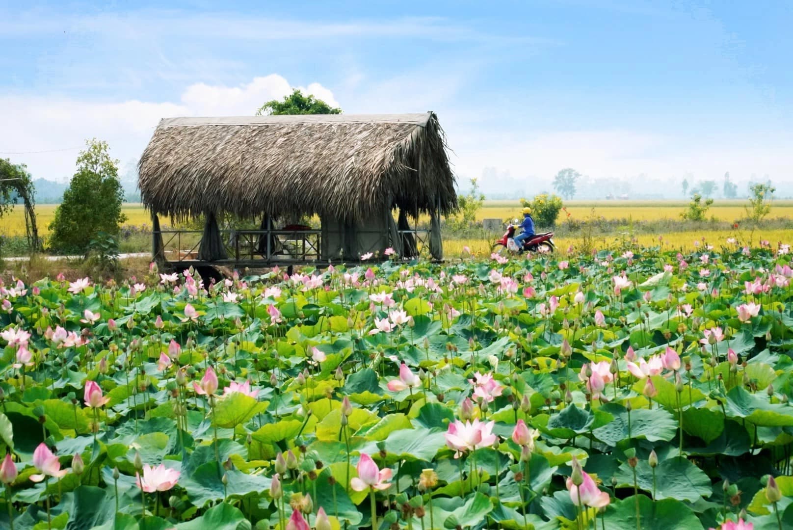 Explore the waterways of the Mekong Delta
